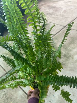 Nephrolepsis Exaltata Or Boston Fern 1.5 L Pot