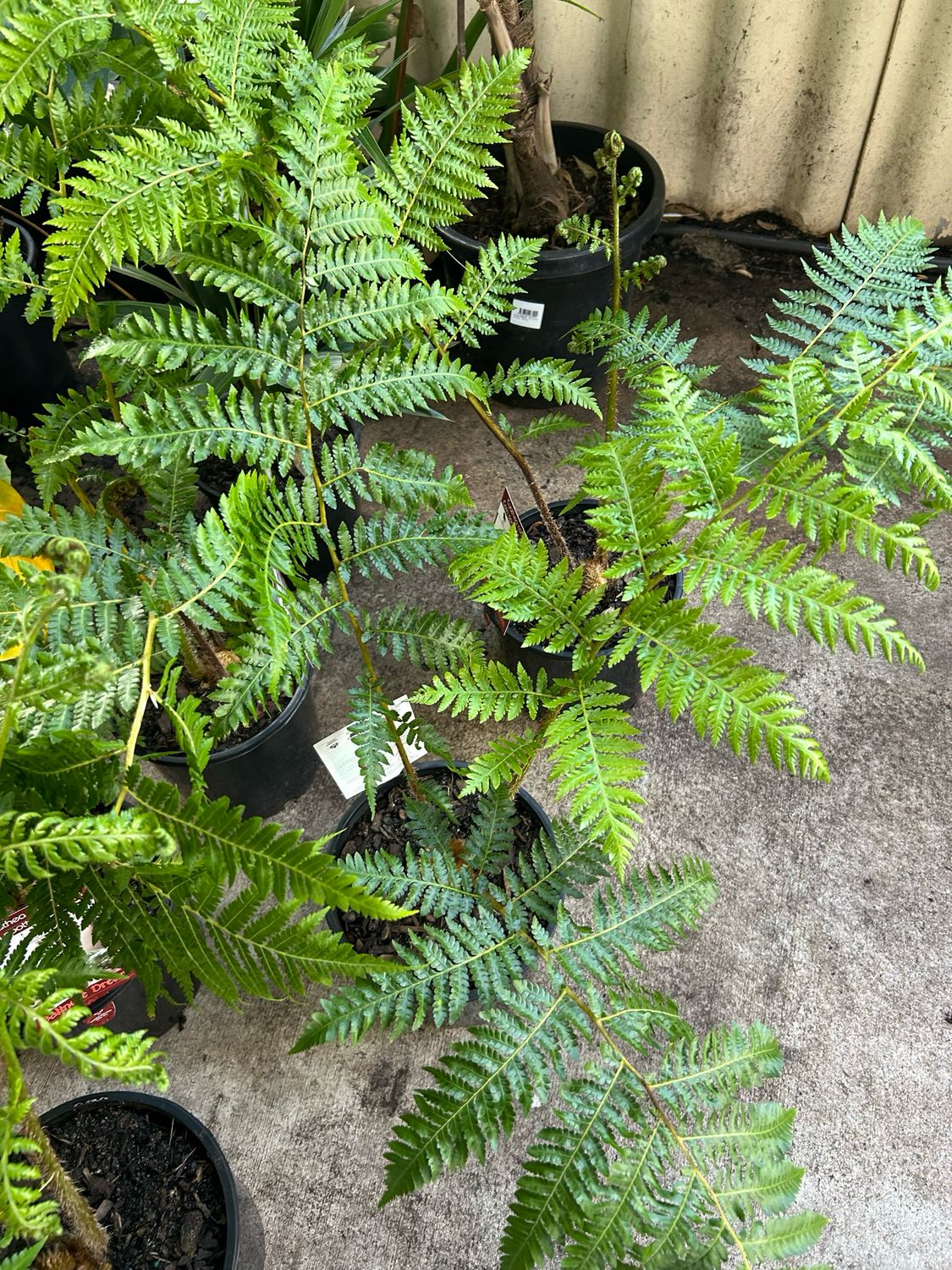 Cyathea Cooperii Or Australian Tree Fern 5 L Pot