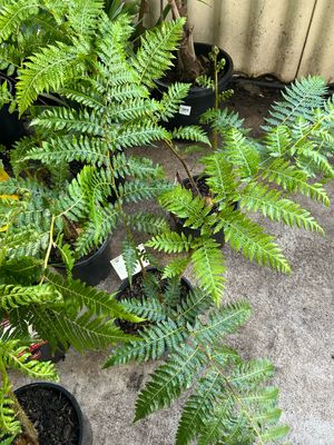 Cyathea Cooperii Or Australian Tree Fern 5 L Pot