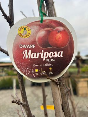 Dwarf Mariposa Plum