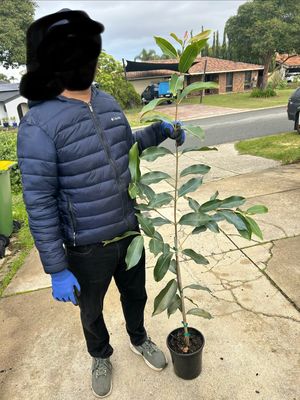Java Plum 5 L Pot