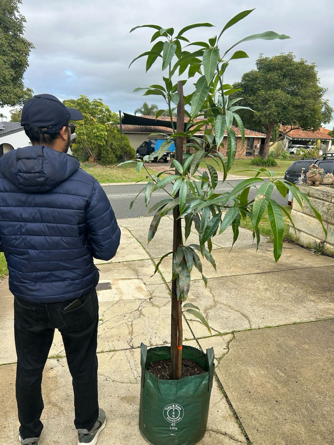 Kensington Pride Grafted 45 L Pot