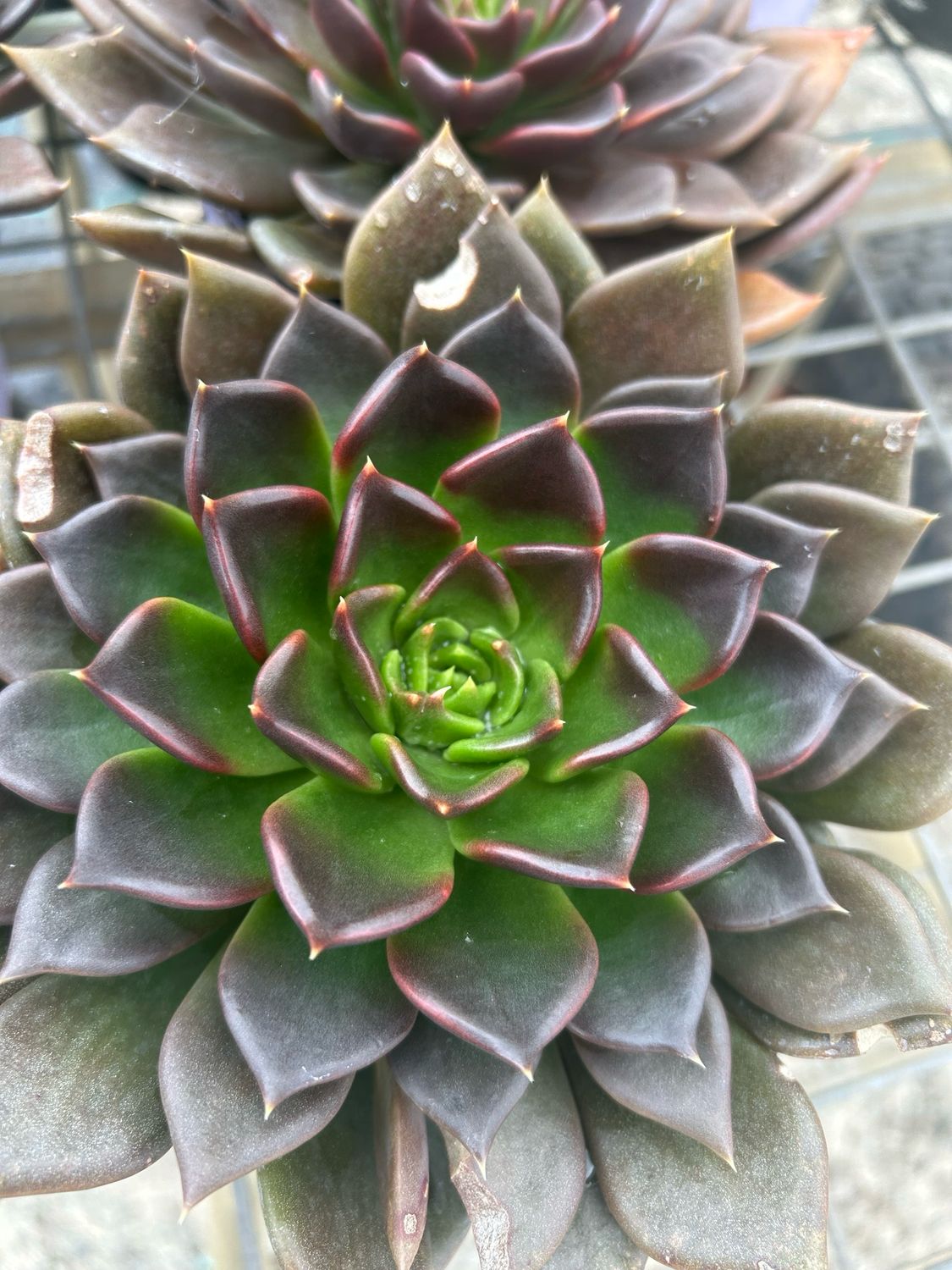 Succulent Black Prince 1.4 L Pot