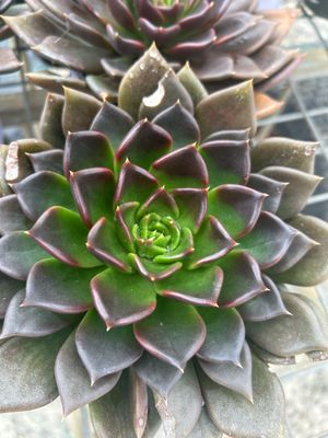 Succulent Black Prince 1.4 L Pot