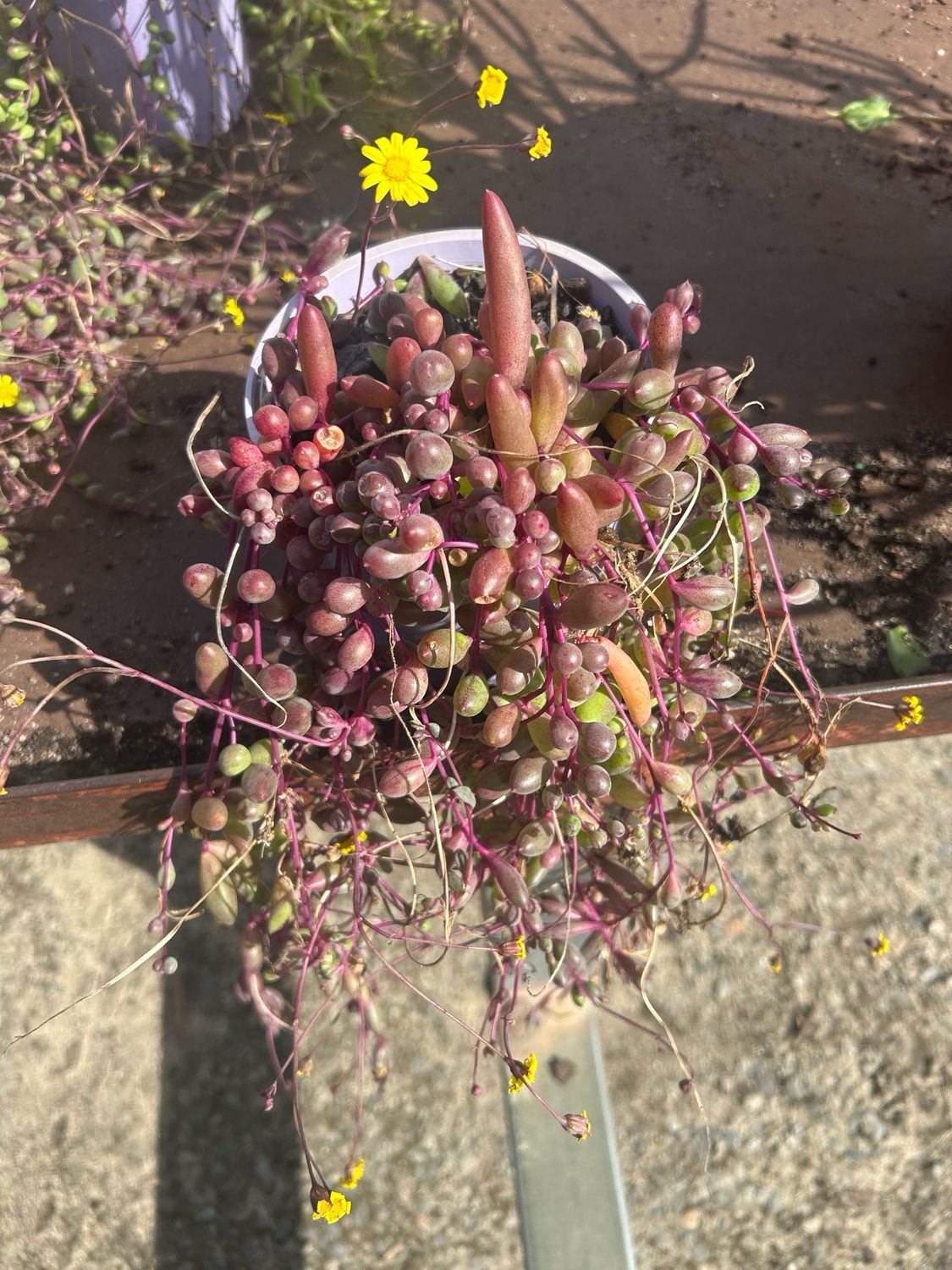 Ruby Necklace Succulent 1.4 L Pot