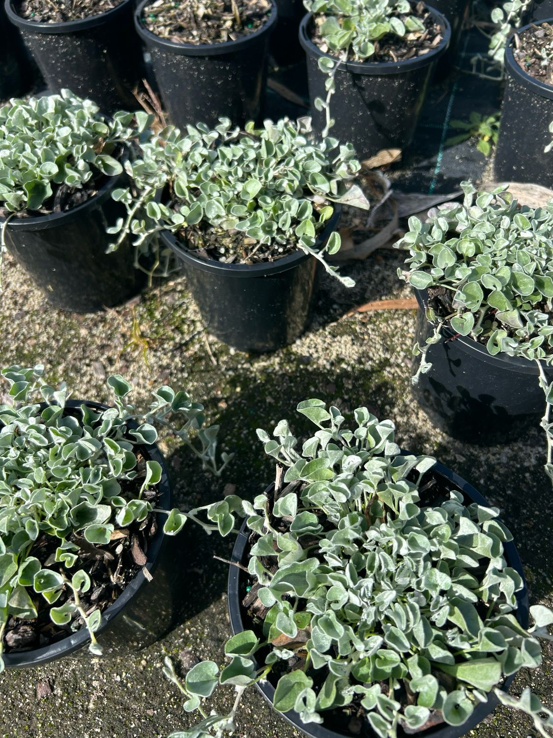 Silver Falls 1.4 L Pot