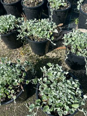 Silver Falls 1.4 L Pot