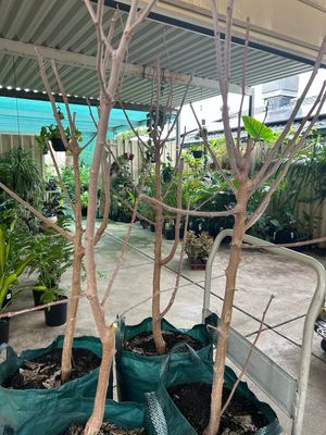 Mulberry White Alba 45 L Pot