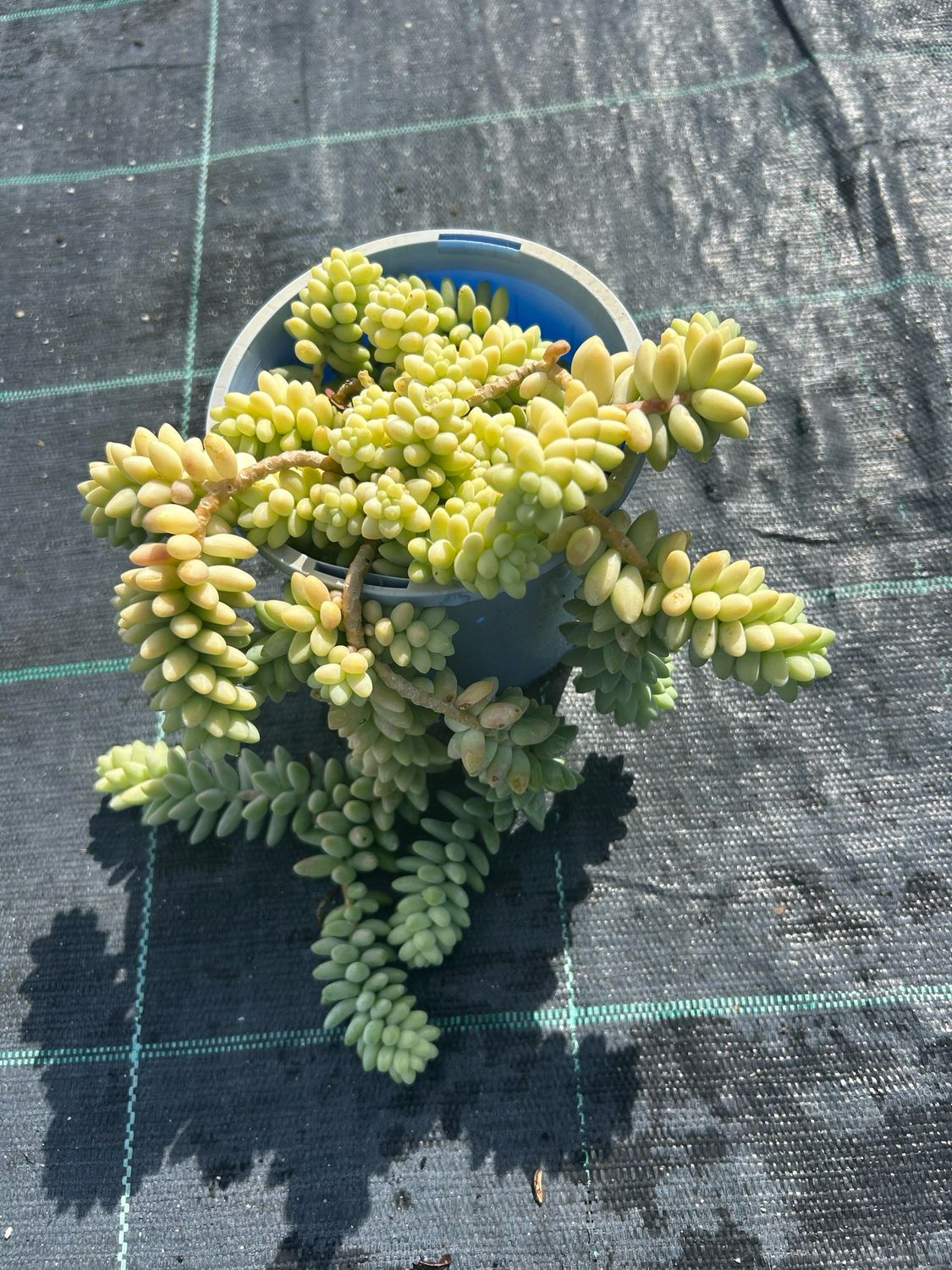 Burro’s Tail Succulent 1.4 L Pot