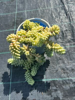 Burro’s Tail Succulent 1.4 L Pot