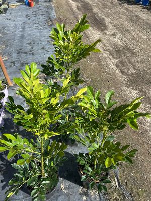 Radermachera Summer Scent 5 L Pot