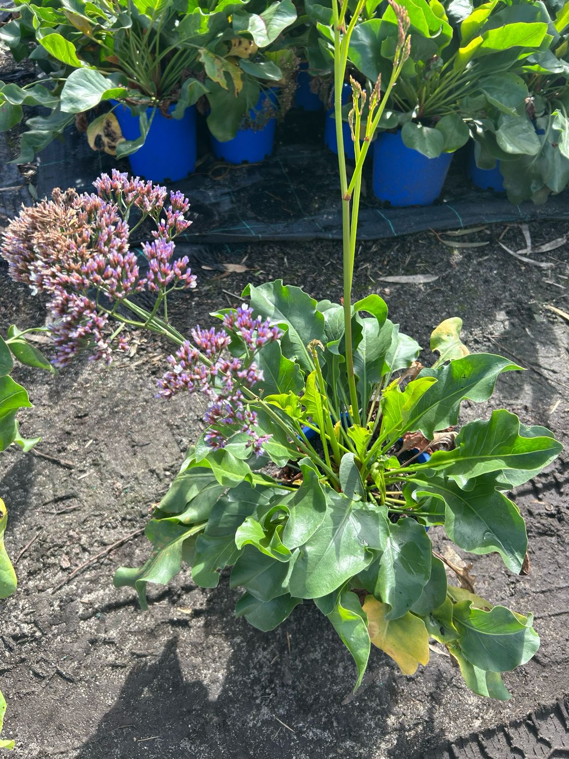 Limonium Perezii Blue 5 L Pot