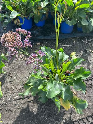 Limonium Perezii Blue 5 L Pot