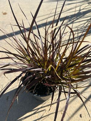 Purple Or Red Fountain Grass 1.4 L Pot