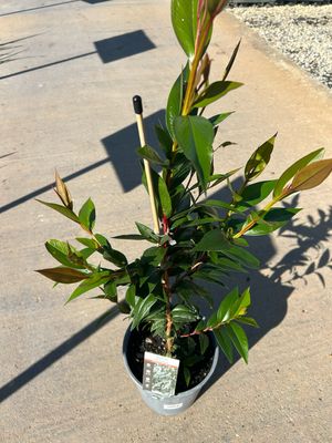 Agonis Flexuosa Or Weeping Peppermint Tree 5 L Pot
