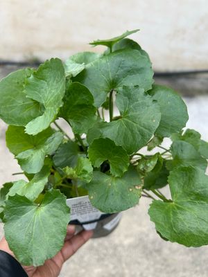 Centella Asiatica 1.4 L Pot