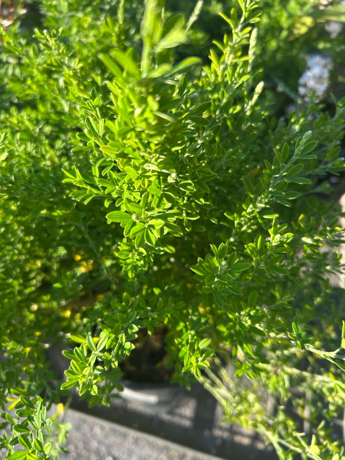 Genista Yellow Imp( Little) 5 L Pot