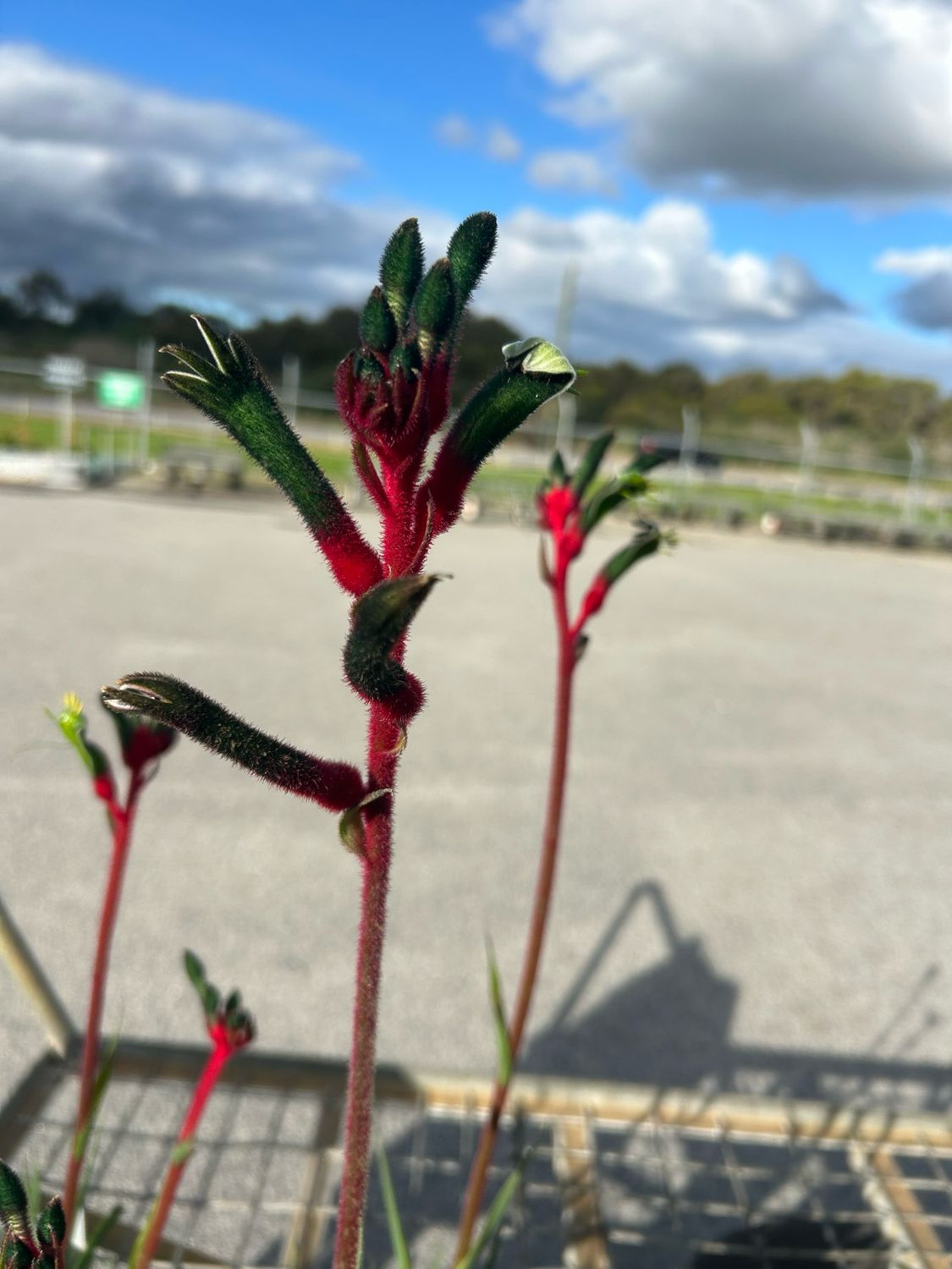 Anigozanthos Bush Dance PBR 3.5 L Pot