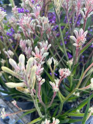 Anigozanthos Bush Diamond PBR 3.5 L Pot