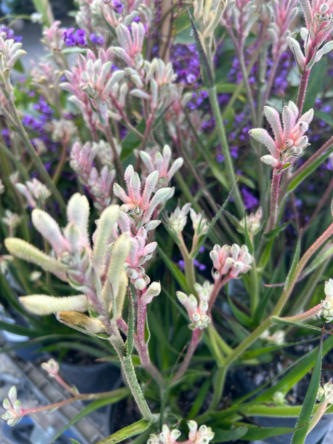Anigozanthos Bush Diamond PBR 3.5 L Pot