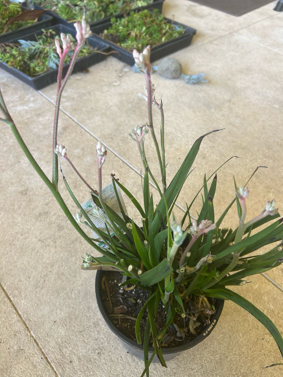 Anigozanthos Bush Diamond PBR 3.5 L Pot
