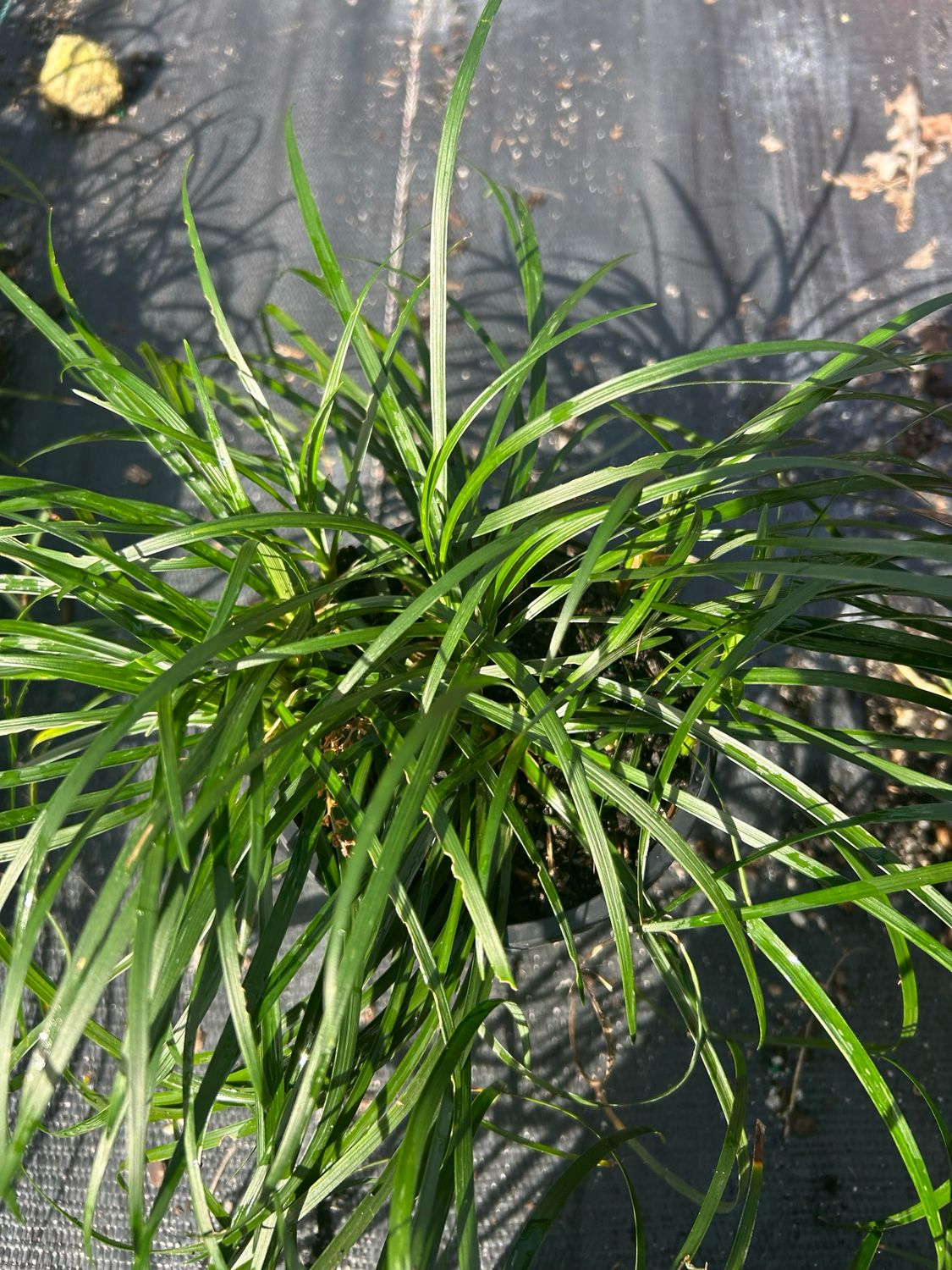 Liriope Emerald Cascade 1.4 L Pot