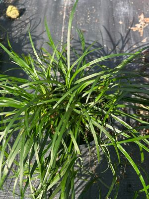 Liriope Emerald Cascade 1.4 L Pot