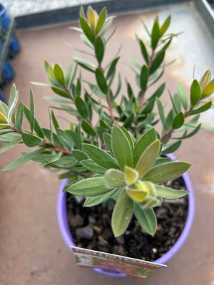 Callistemon Better John 4 L Pot