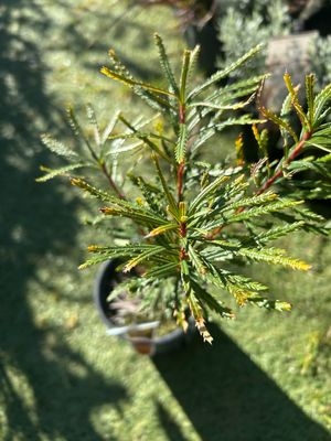 Banksia Spinulosa 1.4 L Pot