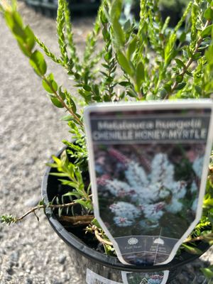 Melaleuca Hueglii 1.3 L Pot