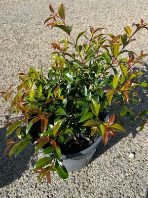 Syzygium Bush Christmas 5 L Pot