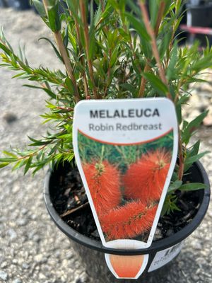 Melaleuca Lateritia 1.3 L Pot