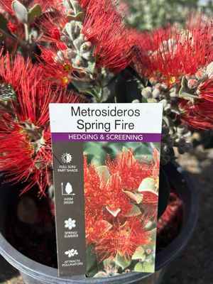 Metrosideros Spring Fire 5 L Pot