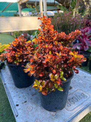 Coprosma Repens Chameleon 3.5 L Pot