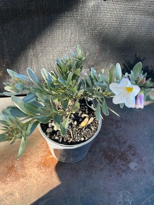 Convolvulus Oneorum 1.4 L Pot