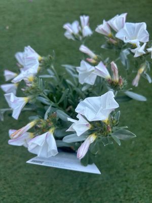 Convolvulus Oneorum 1.4 L Pot