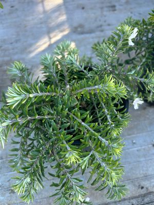 Westringia Fruticosa Flat N Fruity 1.4 L Pot