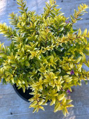Cuphea Shona Or False Heathers 1.3 L Pot