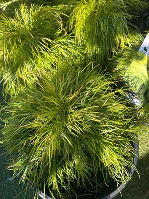 Acacia Cognata Limelight 5 L Pot