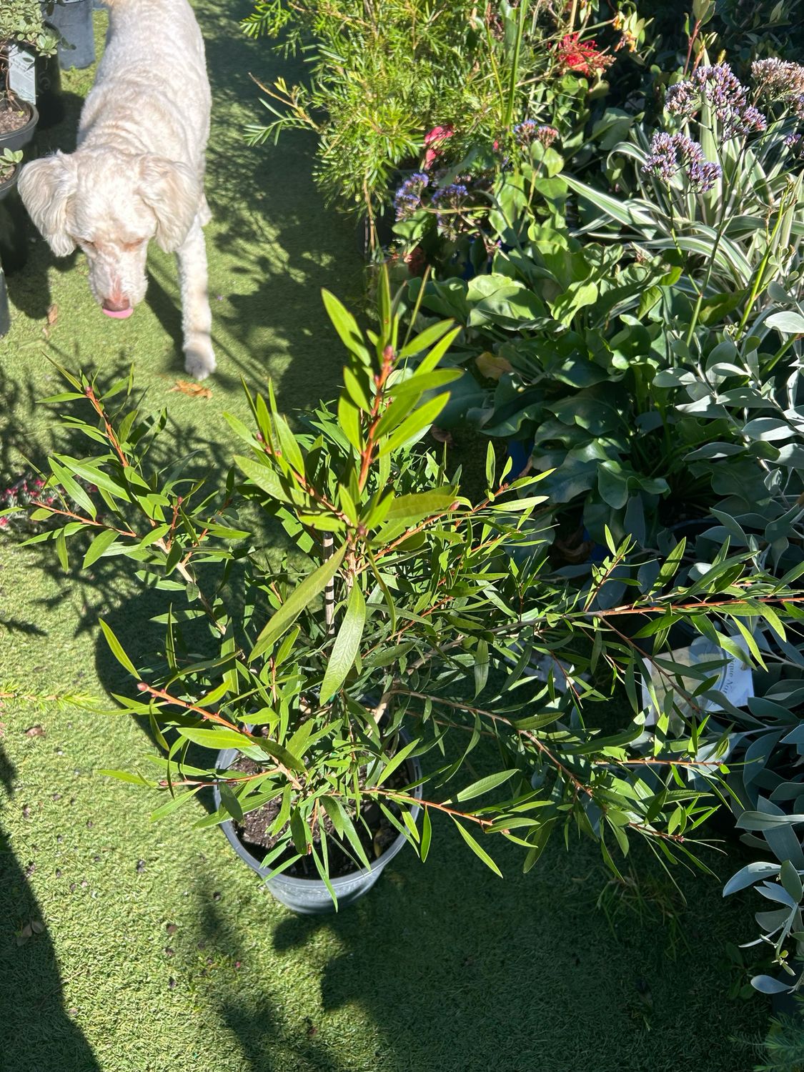Callistemon Hot Pink PBR 3.5 L Pot