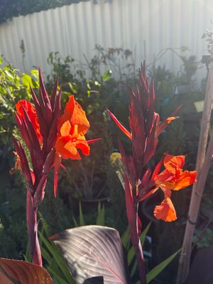 Canna Tropicana Black PBR 4 L Pot