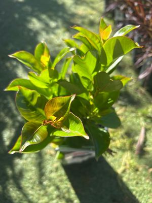 Mandevilla Crimson Fantasy 1. 4 L Pot