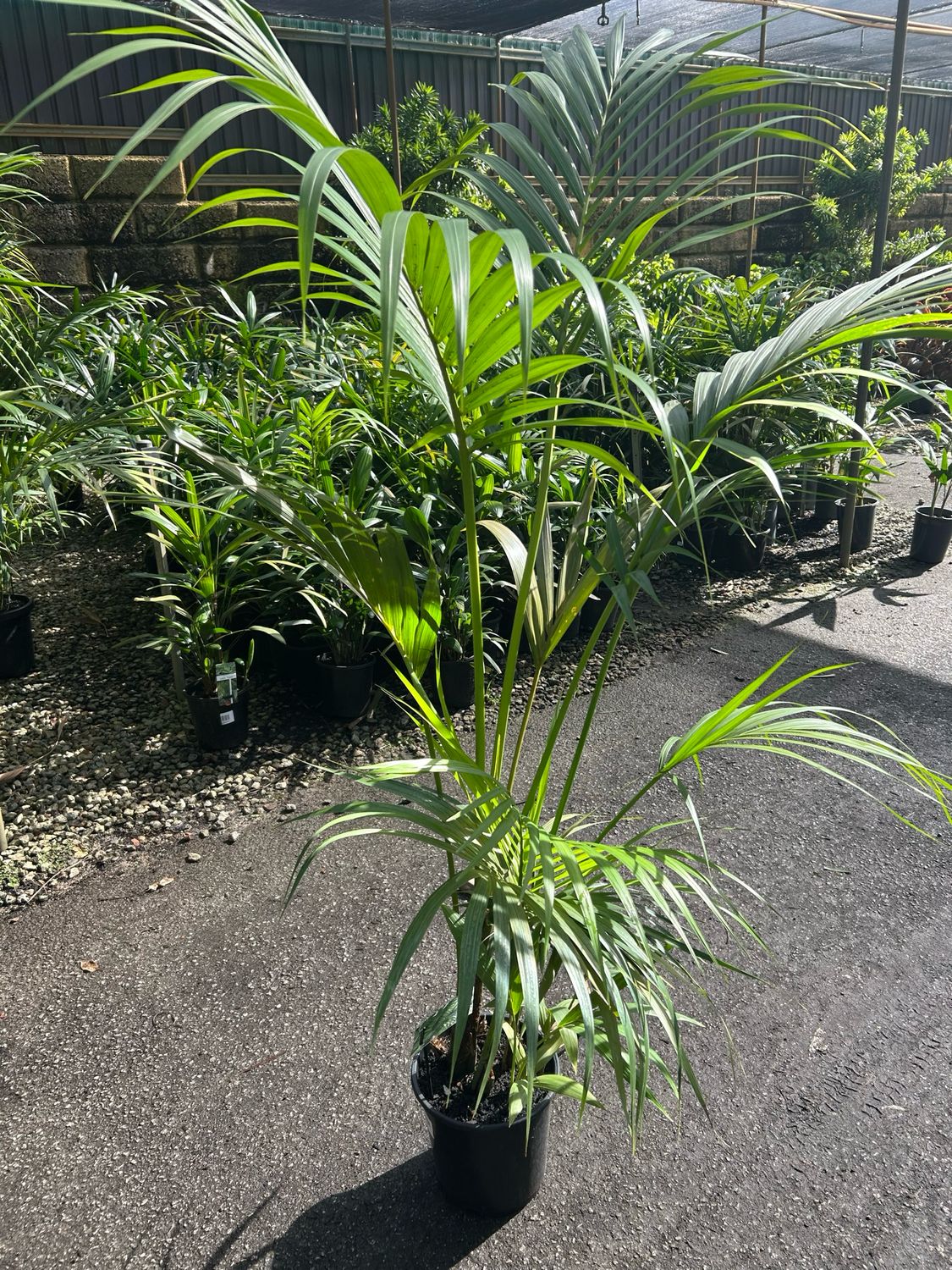 Howea Forsteriana Or Kentia Palm 8 L Pot