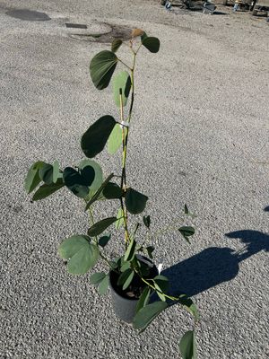 Bauhinia Purpurea 5 L Pot