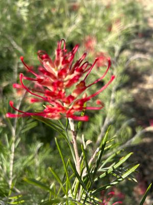 Grevillea Spirit Of ANZAC 1.5 L Pot