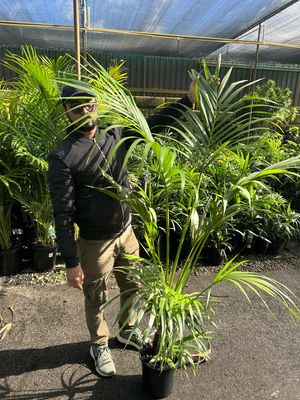 Howea Forsteriana 8 L Pot