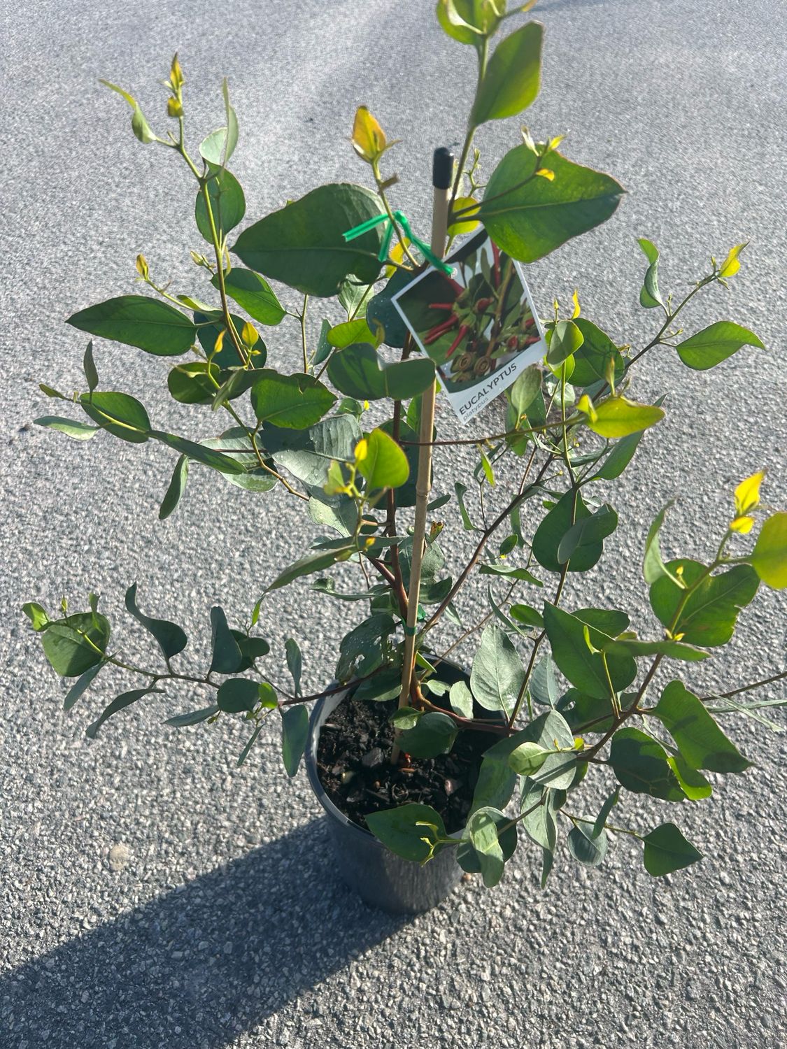 Eucalyptus Platypus 5 L Pot