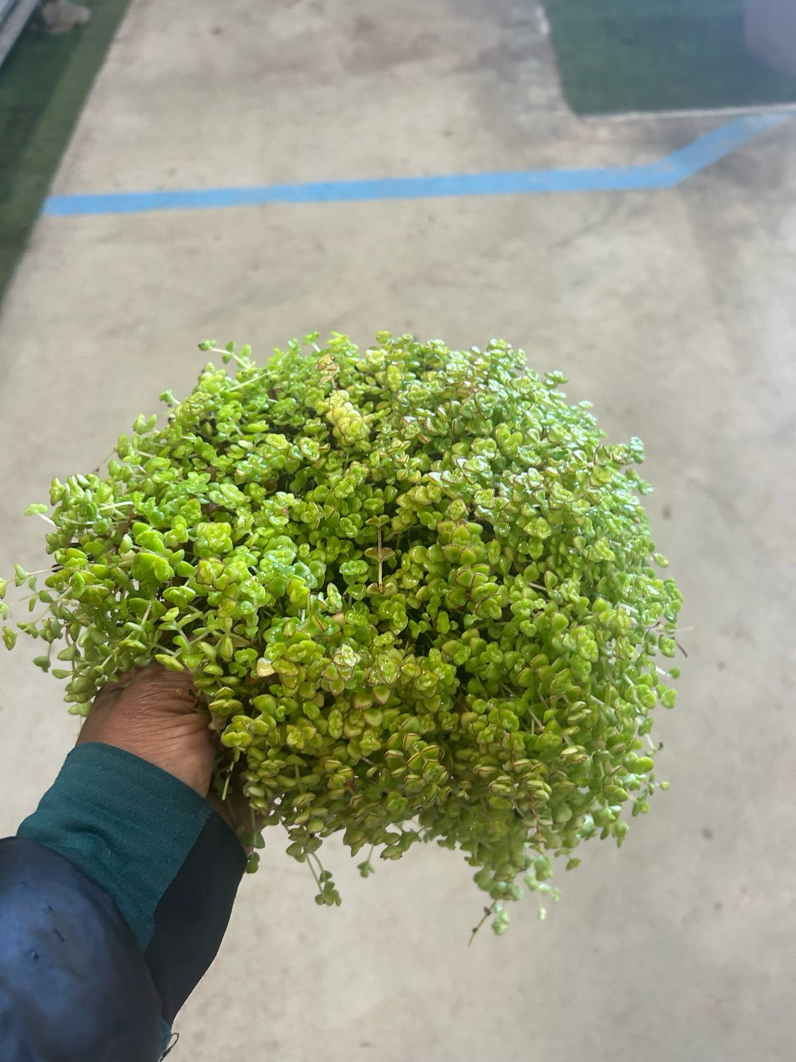 Sedum Mini Green 1.4 L Pot