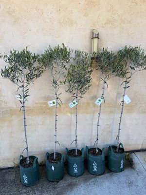 Olive Tree Standard Or Lollipop Olive Tree 12 L Pot