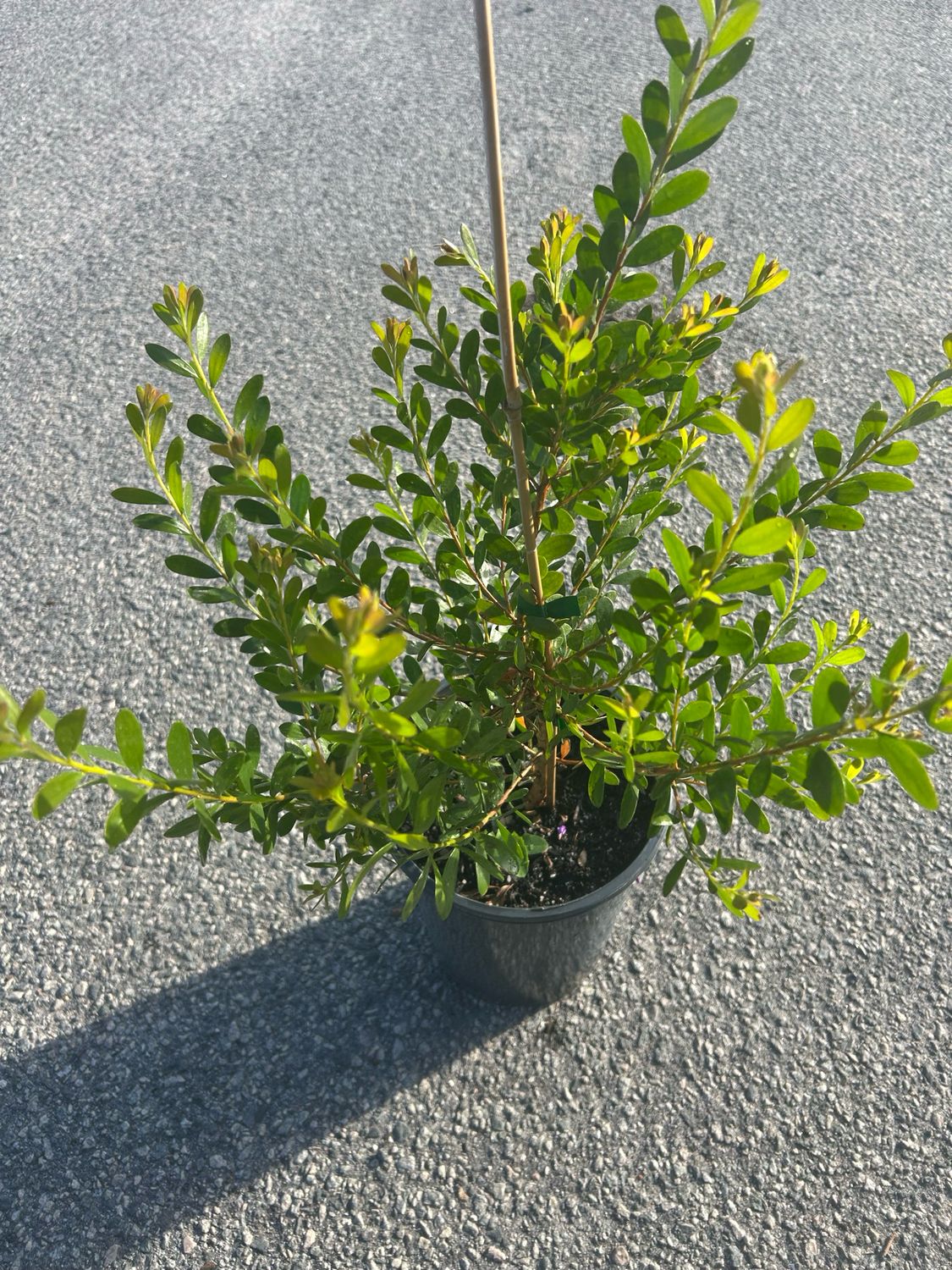 Melaleuca Nesophila Or Showy Honey Myrtle 5 L Pot